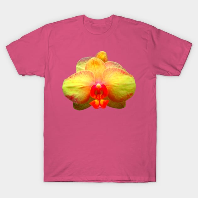 yellow orchid, orchids, flower, blossom T-Shirt by rh_naturestyles